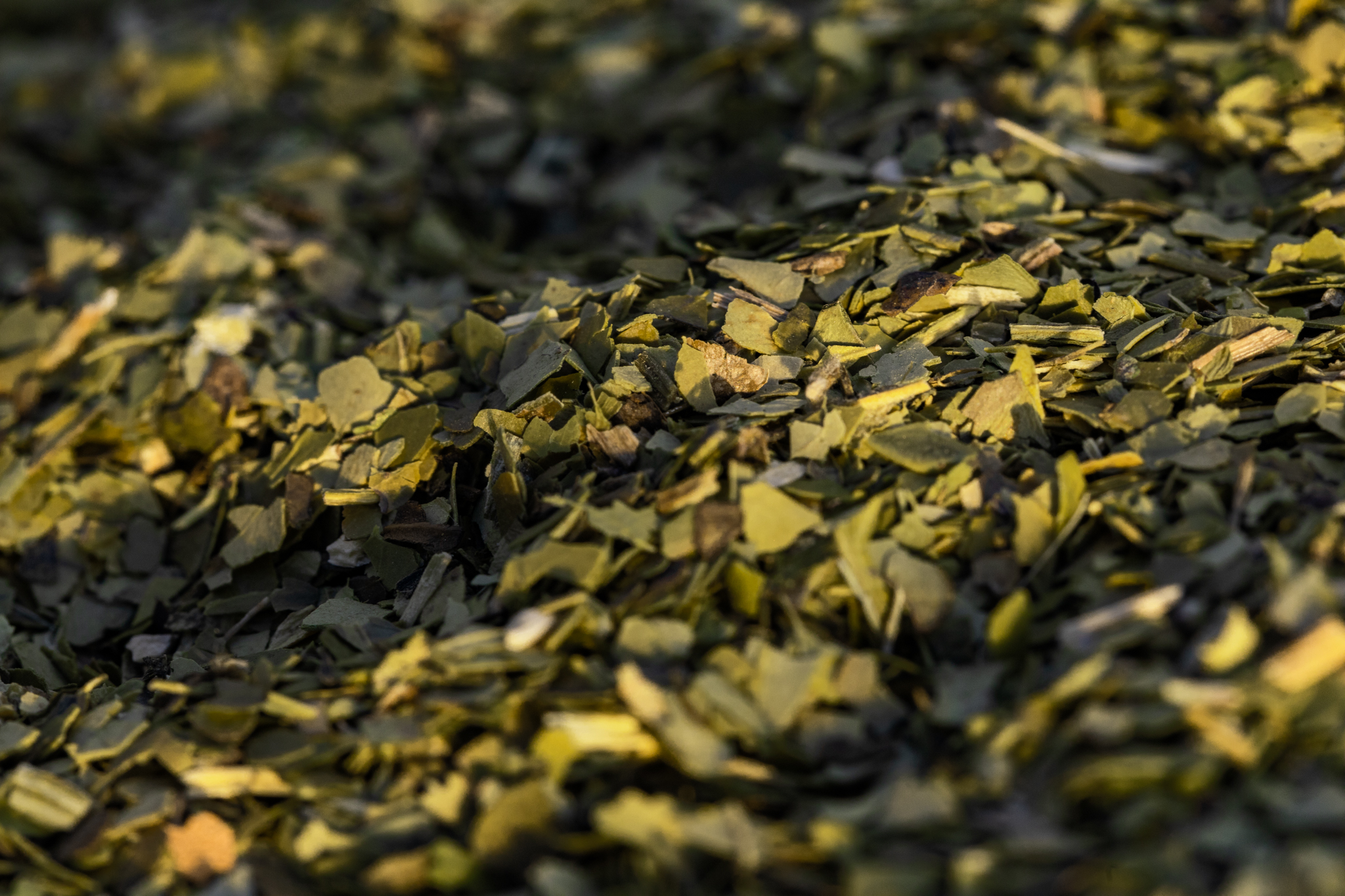 Macro shot of dried yerba maté